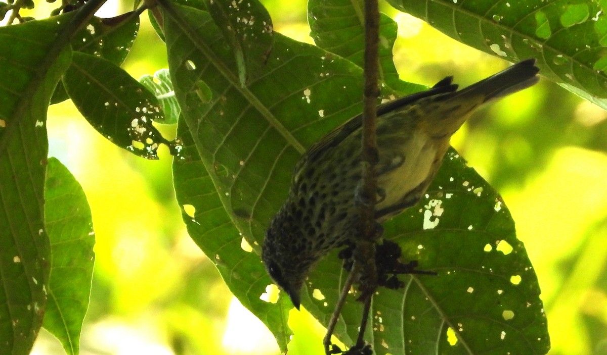 Spotted Tanager - ML620635274