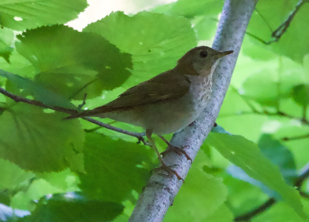 Veery - ML620635276