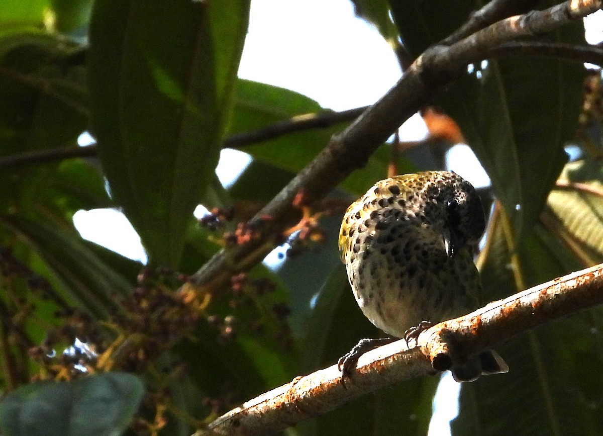 Spotted Tanager - ML620635277