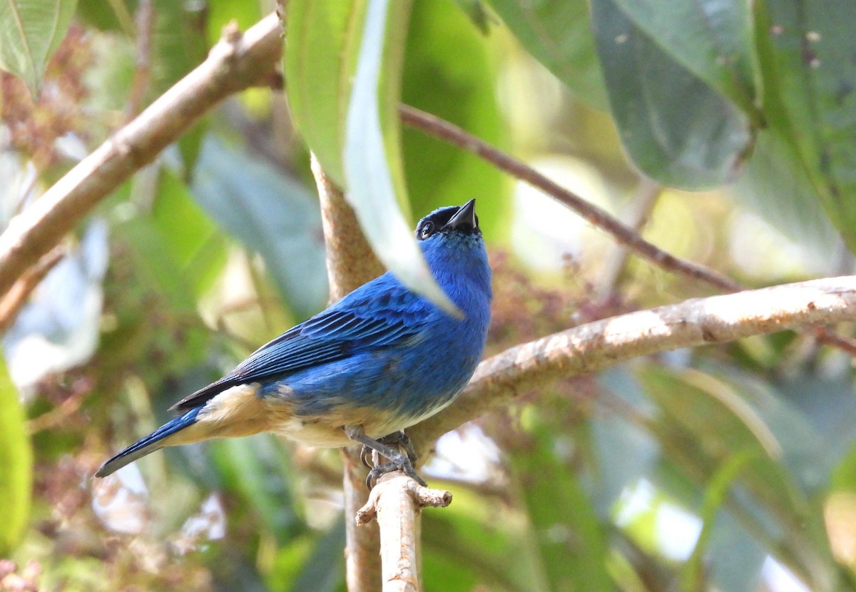 Golden-naped Tanager - ML620635279