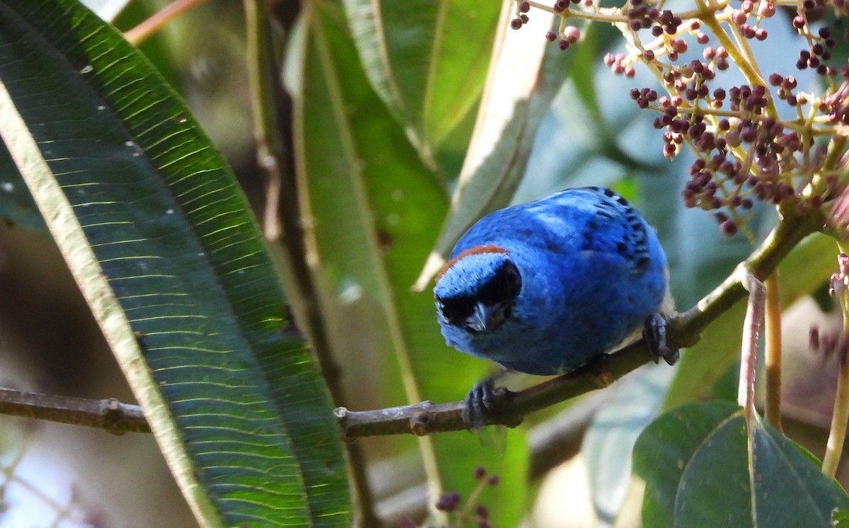 Golden-naped Tanager - ML620635286