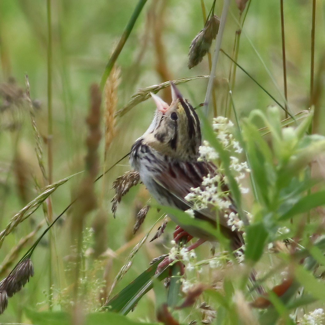 Henslow's Sparrow - ML620635287