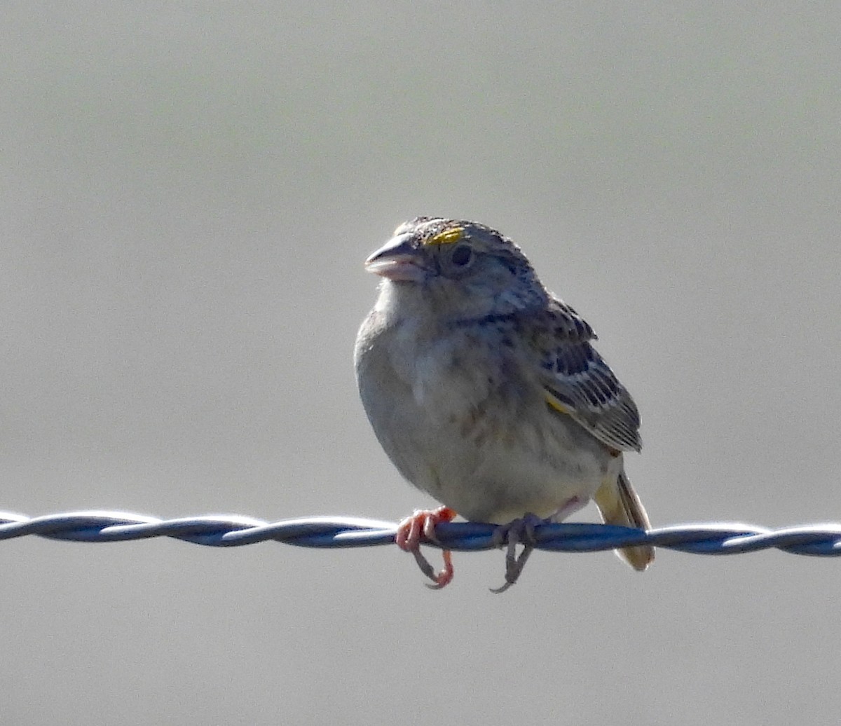 Grasshopper Sparrow - ML620635288