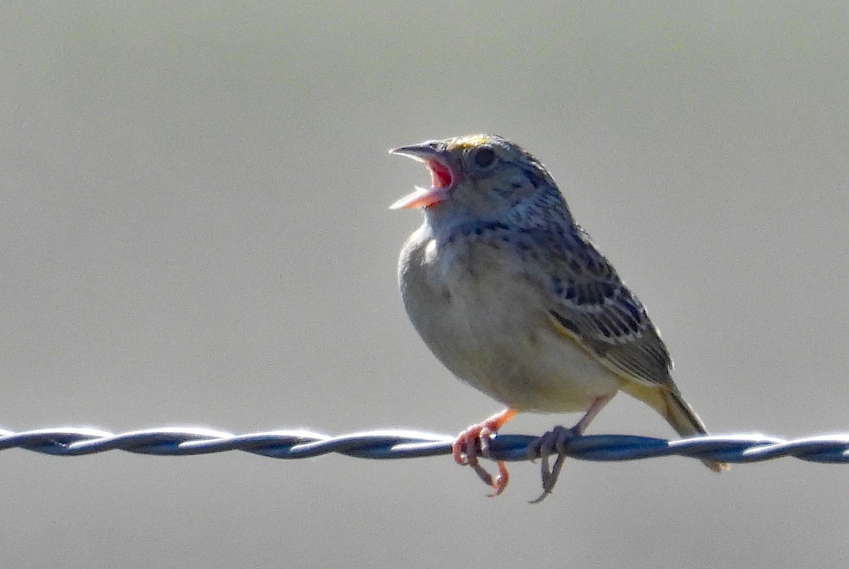 Grasshopper Sparrow - ML620635289