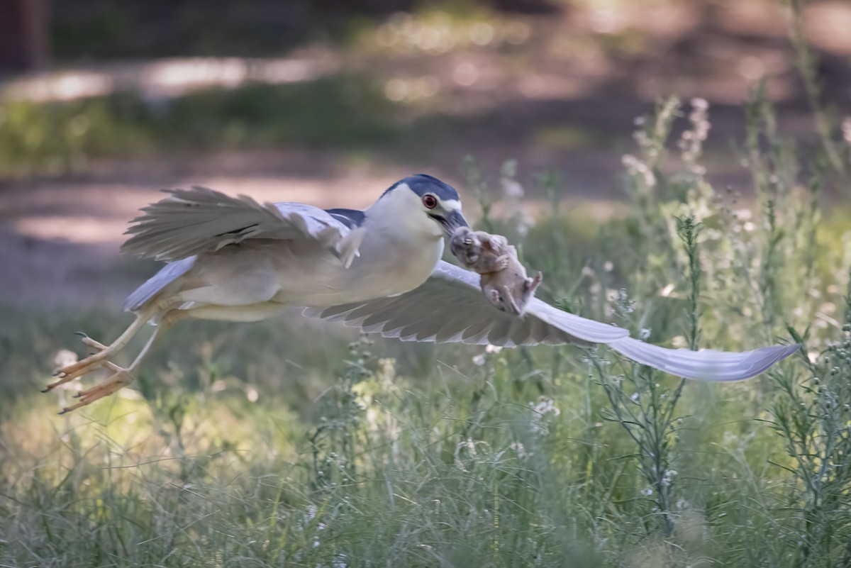 Black-crowned Night Heron - ML620635290