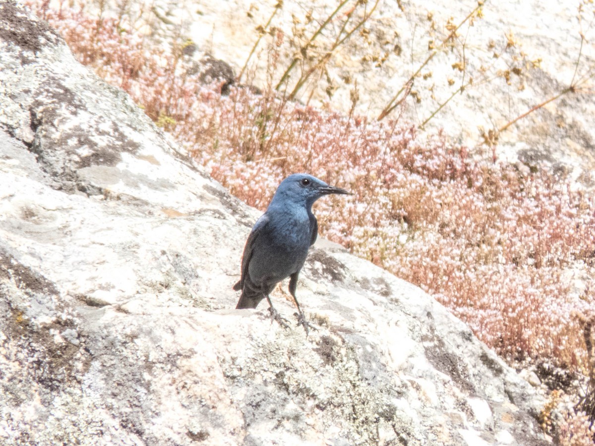 Blue Rock-Thrush - ML620635292