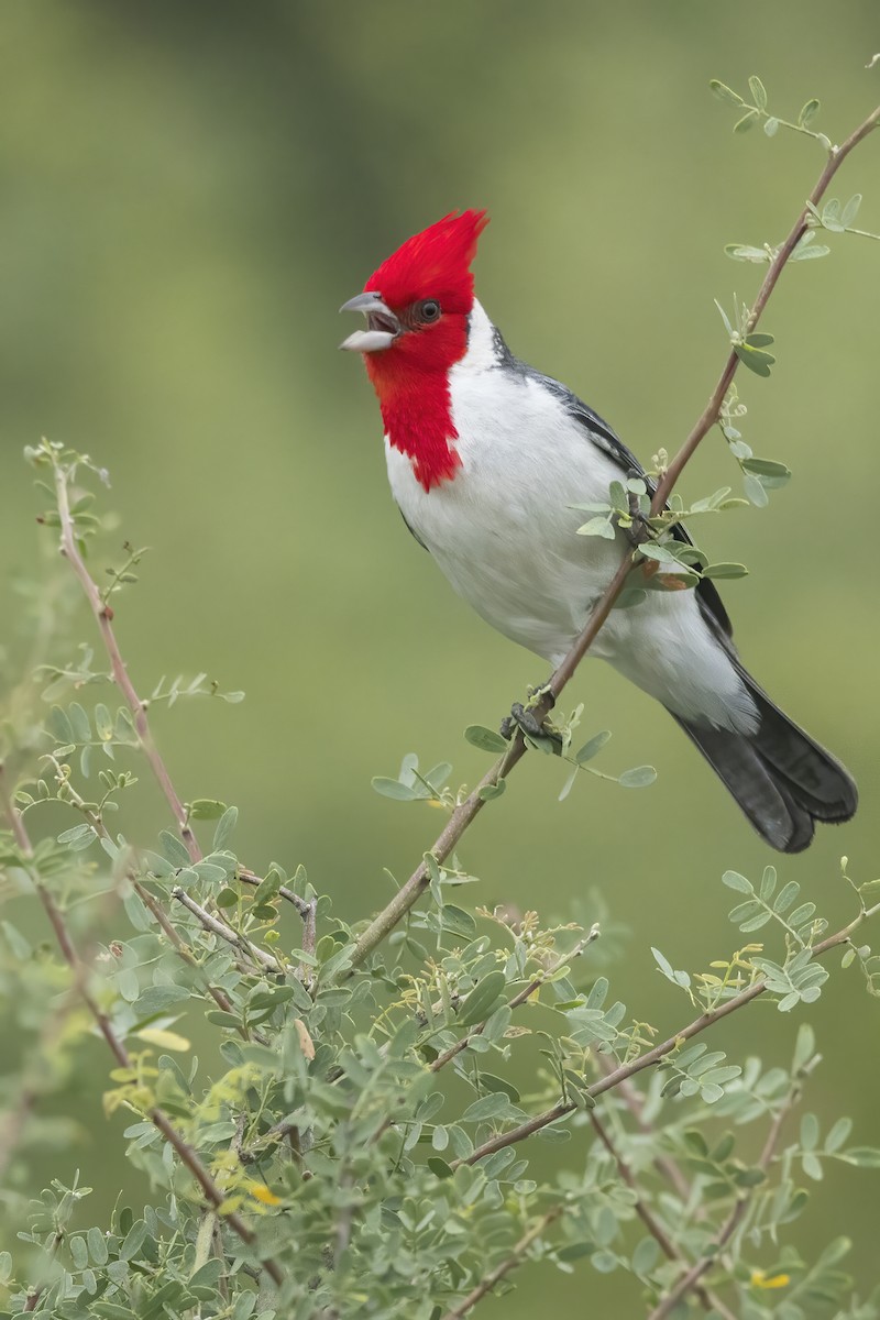 Red-crested Cardinal - ML620635301