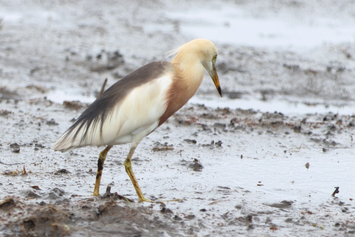 Javan Pond-Heron - ML620635308