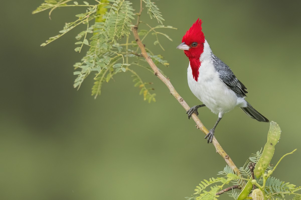 Red-crested Cardinal - ML620635313