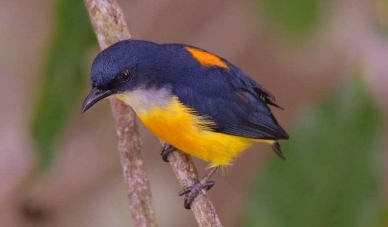 Orange-bellied Flowerpecker - ML620635316