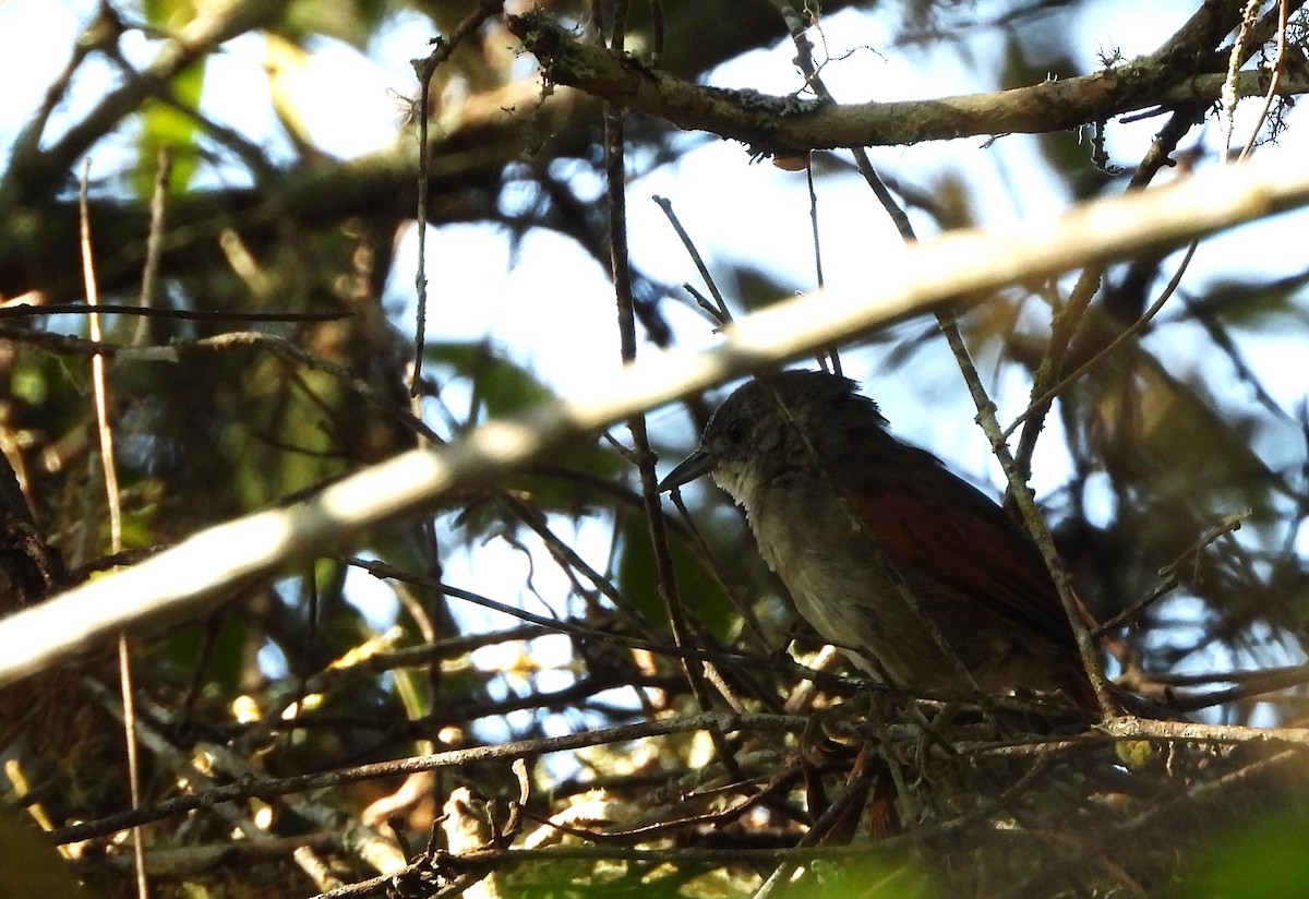 Plain-crowned Spinetail - ML620635320