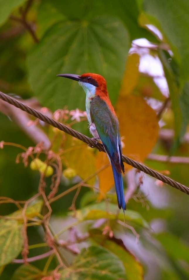 Blue-tailed Bee-eater - ML620635322