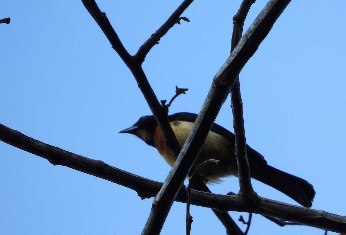 Yellow-crested Tanager - ML620635332
