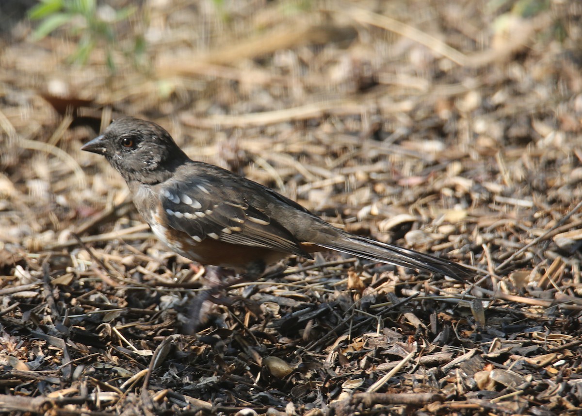 Spotted Towhee - ML620635334