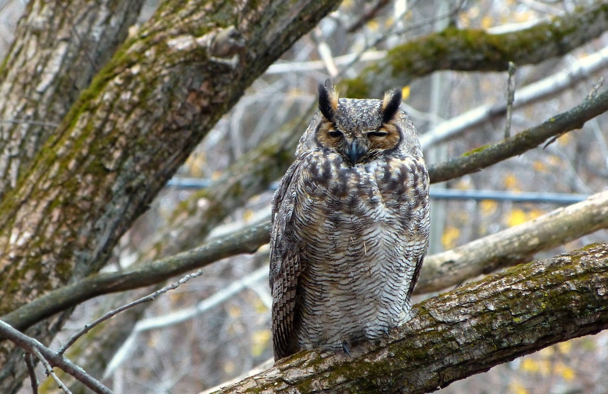 Great Horned Owl - ML620635338