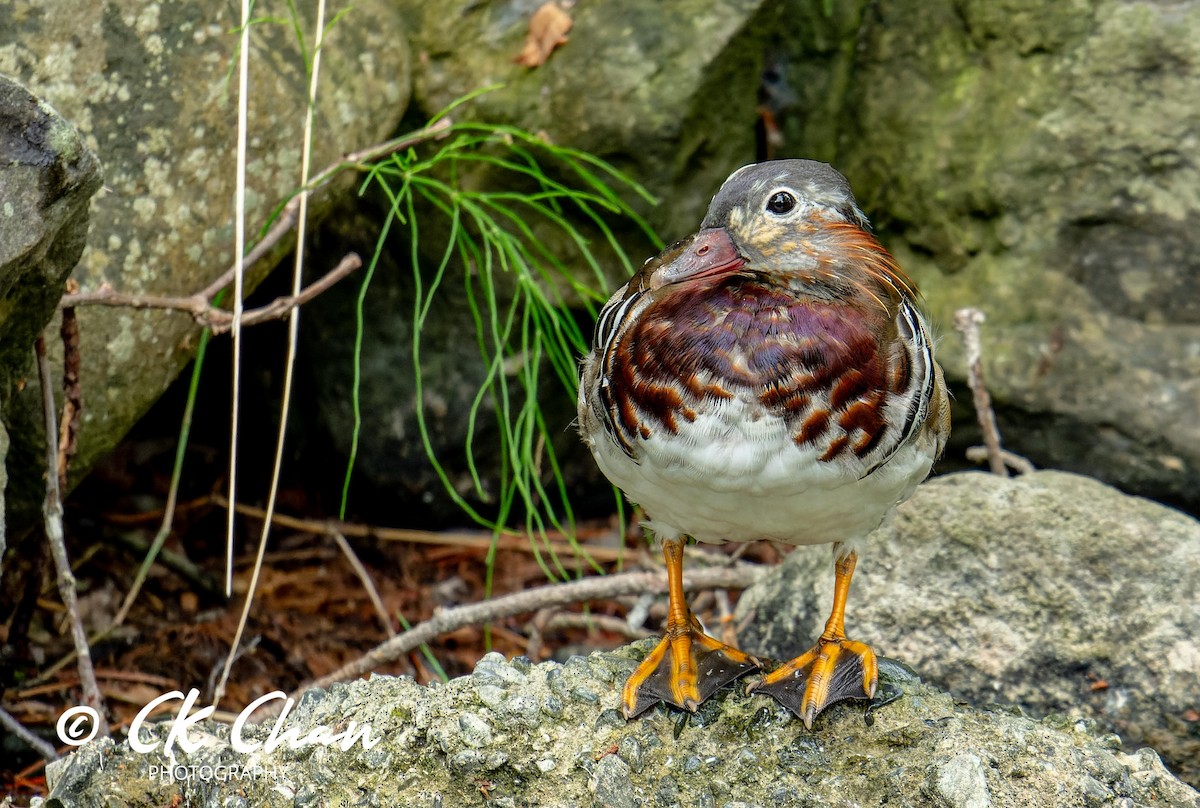 Mandarin Duck - ML620635342