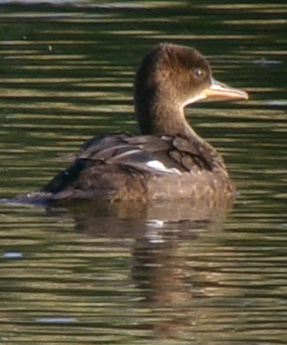 Hooded Merganser - ML620635345