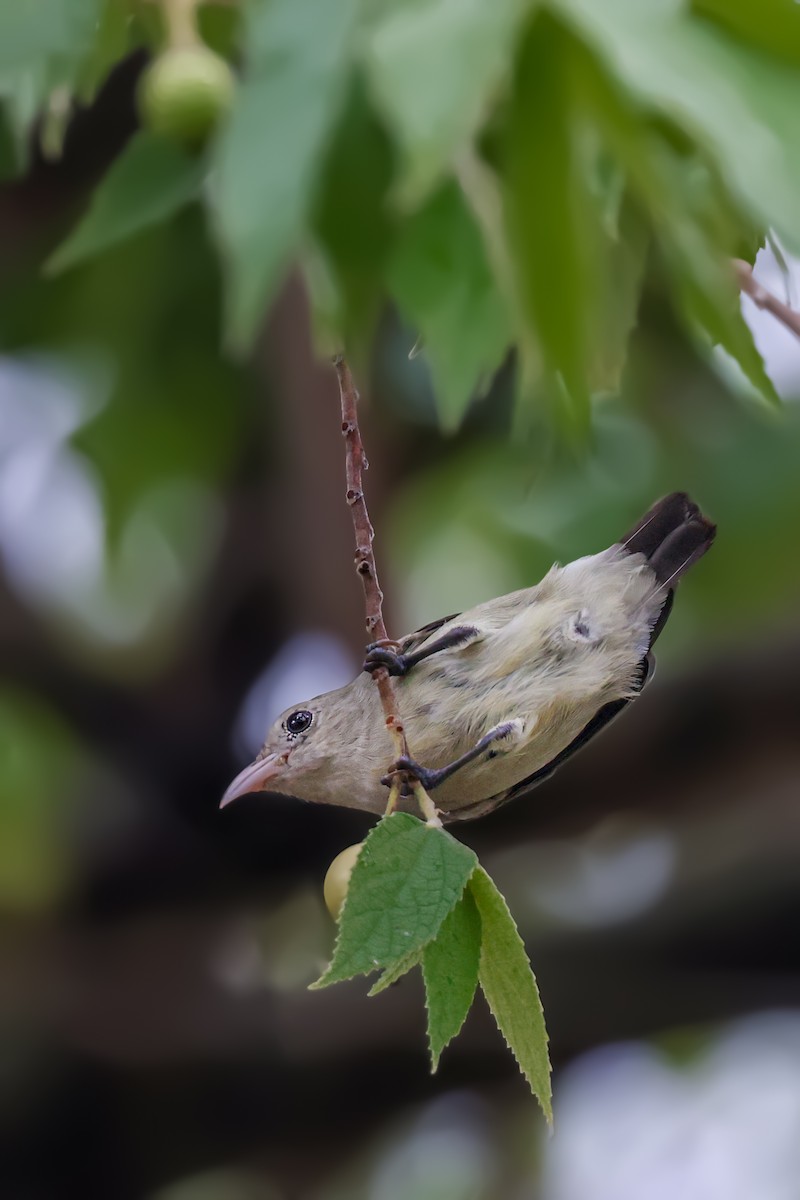 Pale-billed Flowerpecker - ML620635382