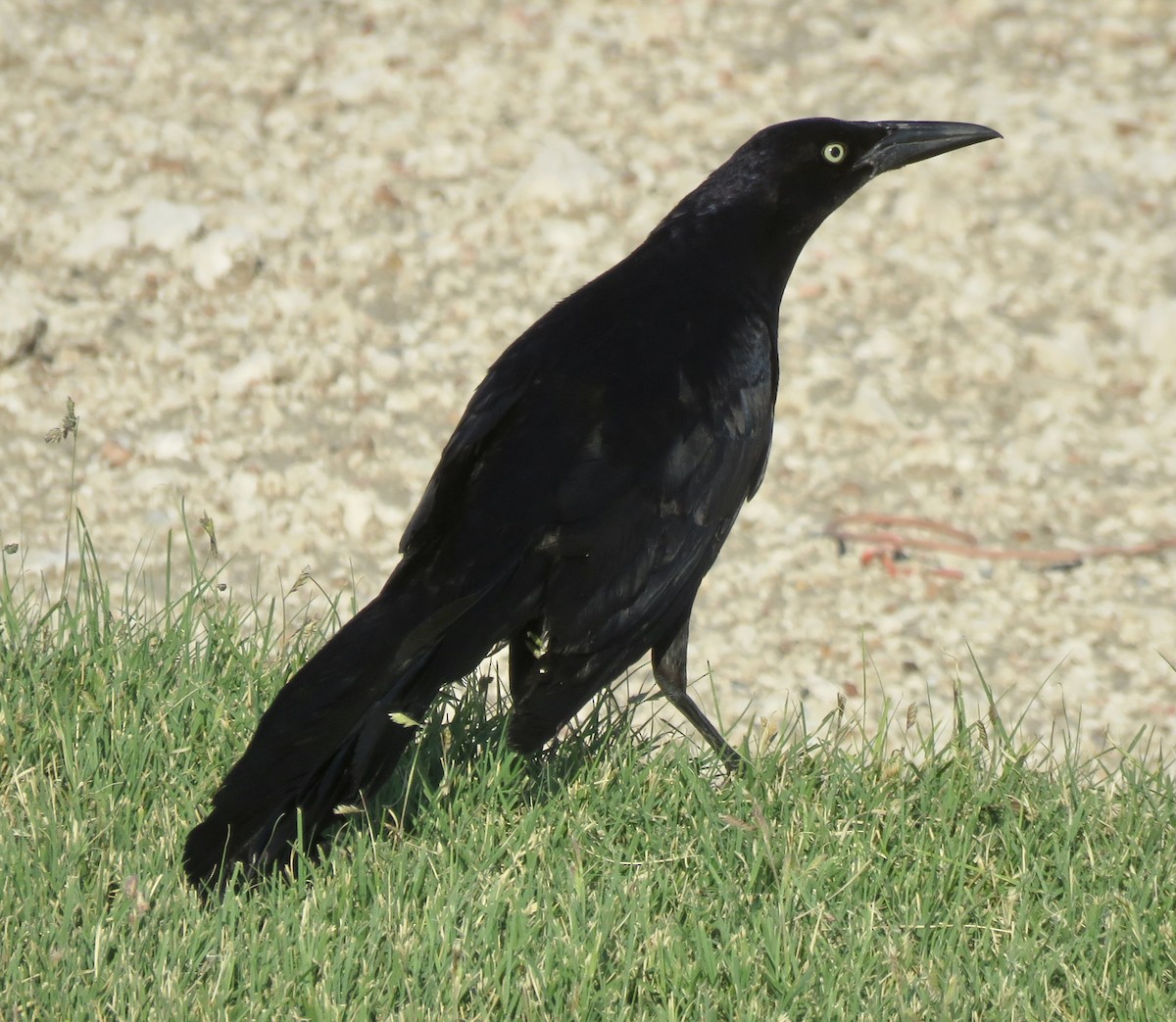 Great-tailed Grackle - ML620635393