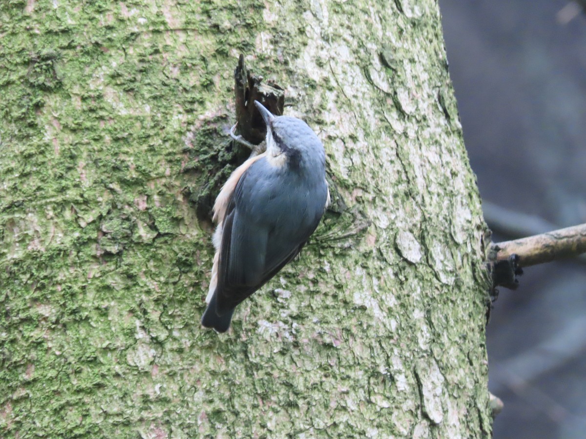 Eurasian Nuthatch - ML620635394