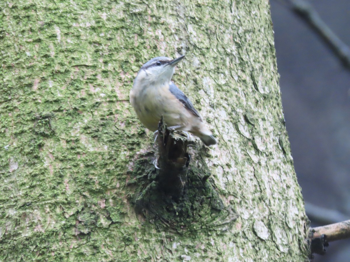 Eurasian Nuthatch - ML620635395