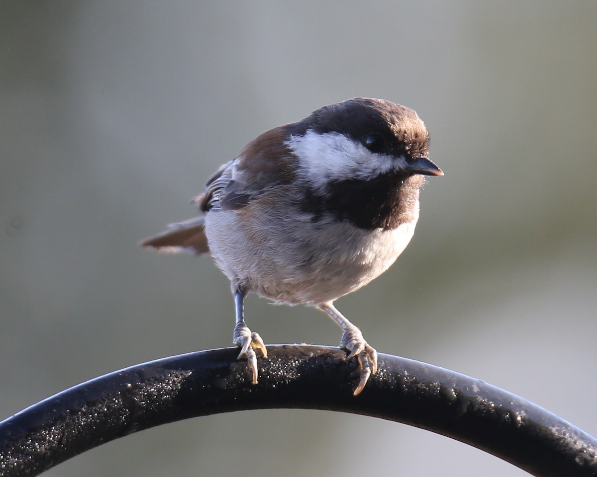 Chestnut-backed Chickadee - ML620635399