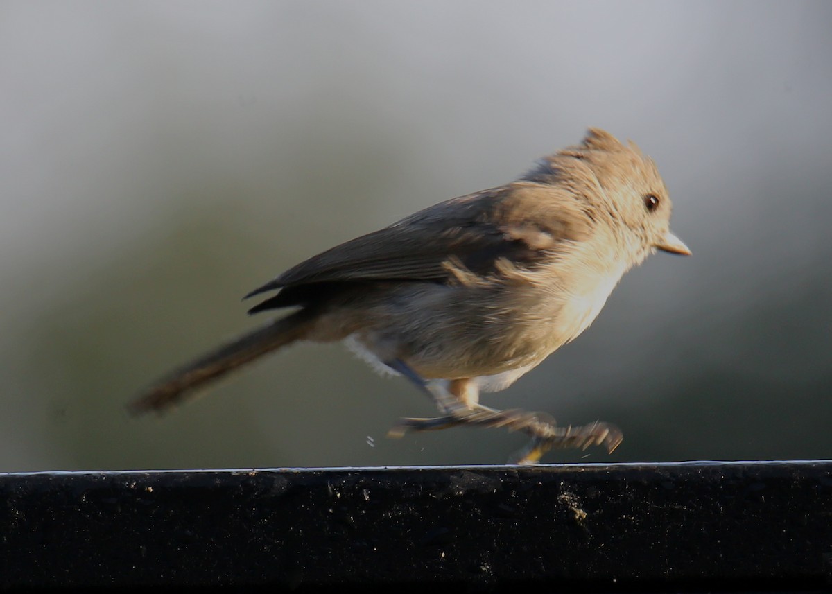 Oak Titmouse - ML620635401