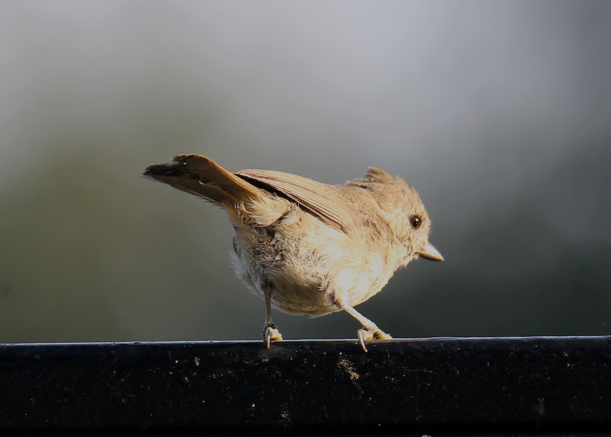 Oak Titmouse - ML620635402