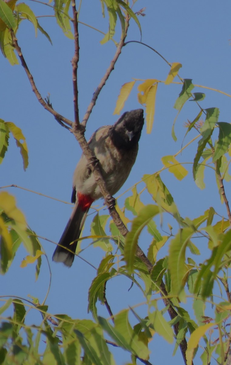 Bulbul à ventre rouge - ML620635403