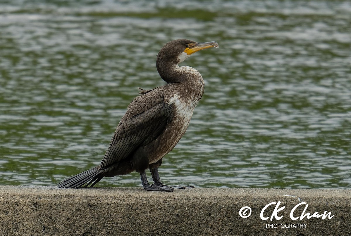 Great Cormorant - ML620635406