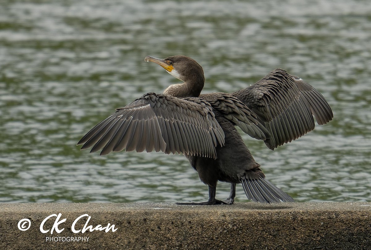 Great Cormorant - ML620635407