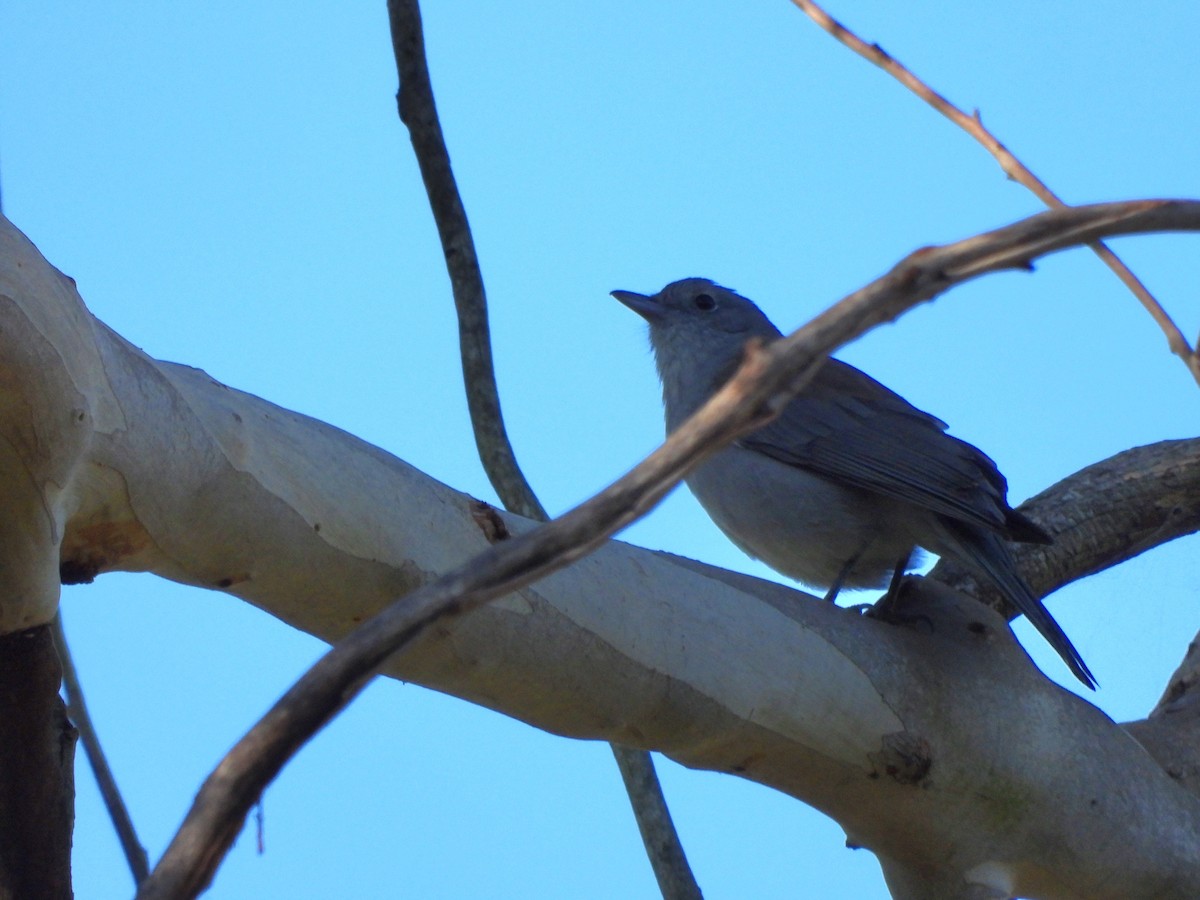 Golden Whistler - ML620635415