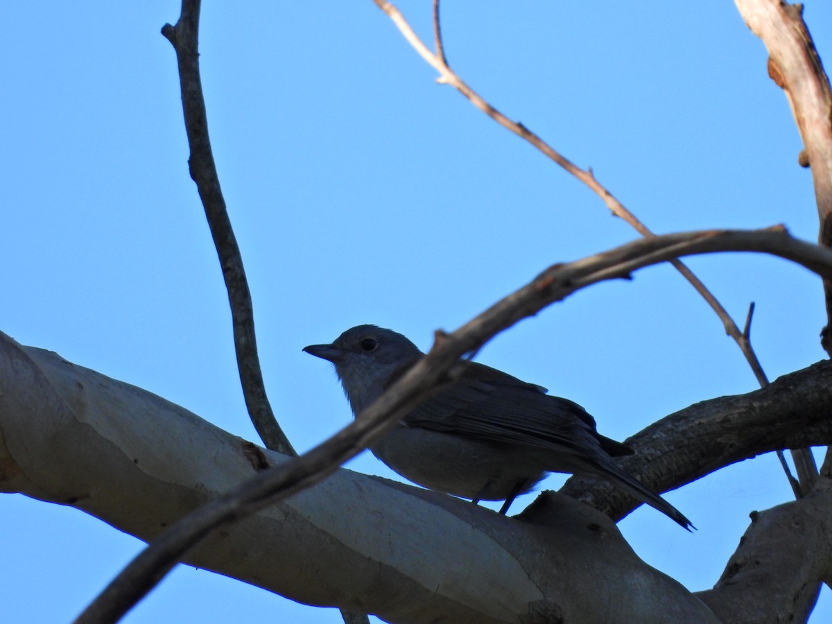 Golden Whistler - ML620635416