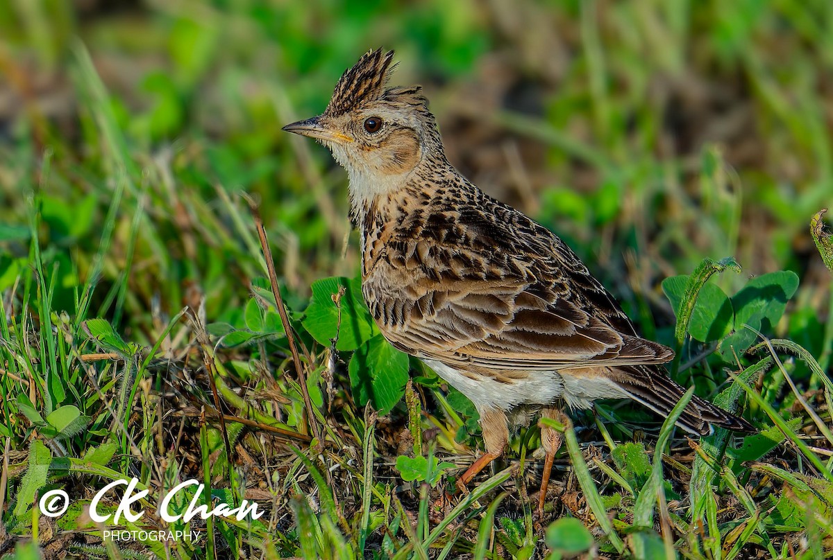 Eurasian Skylark - ML620635417