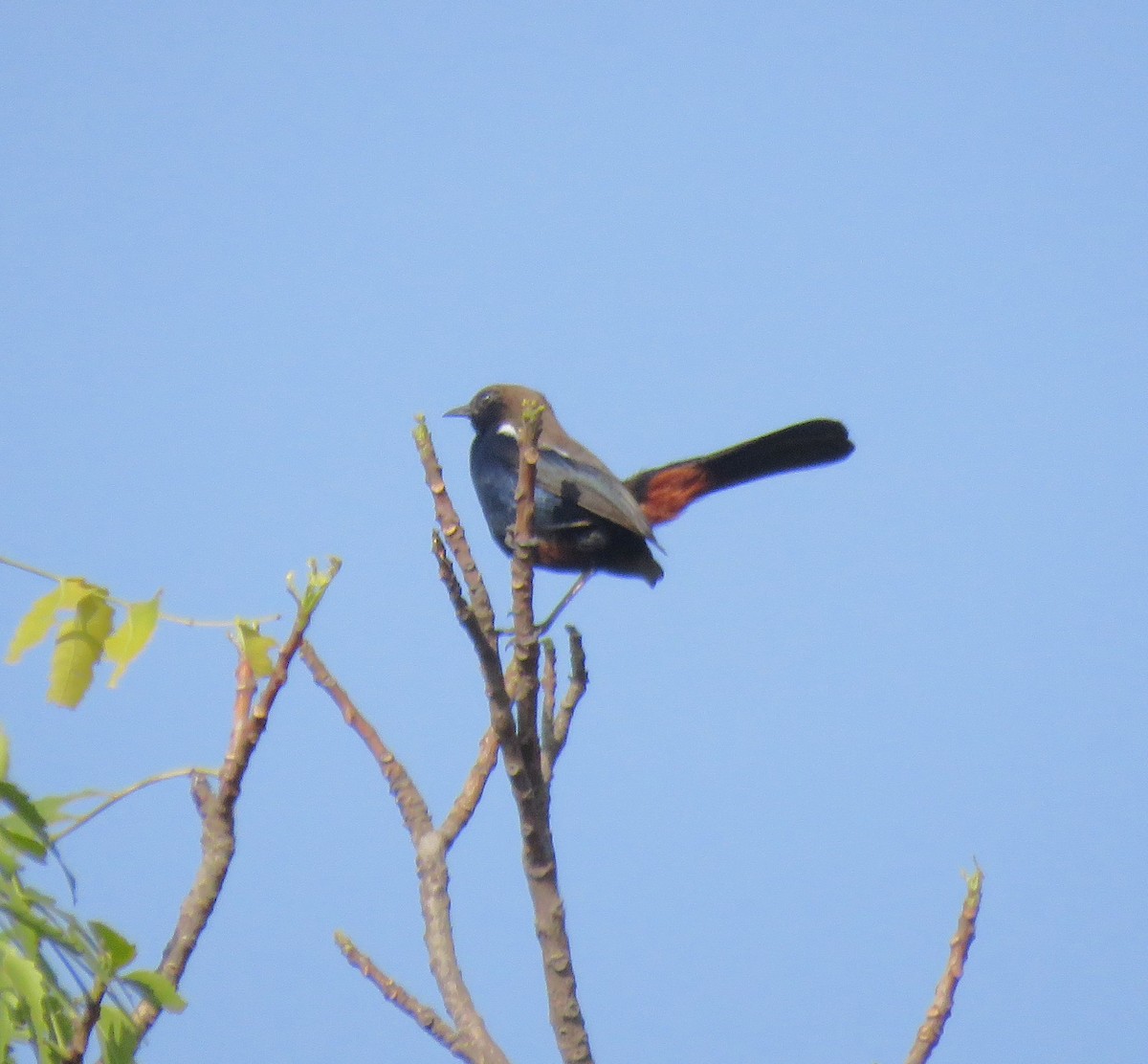 Indian Robin - ML620635420