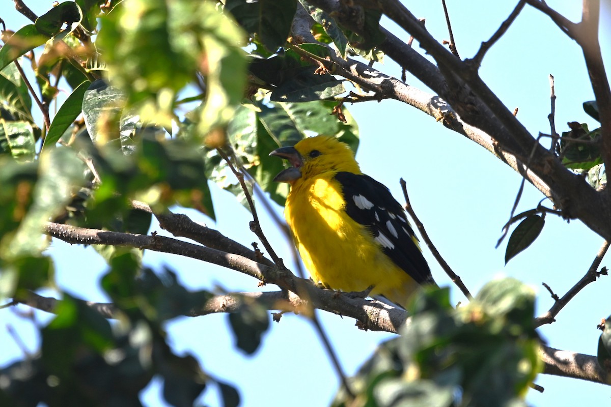 Cardinal à tête jaune - ML620635422