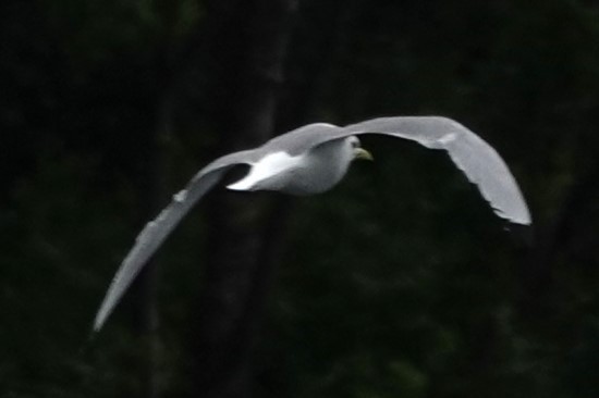 Black-legged Kittiwake - ML620635423