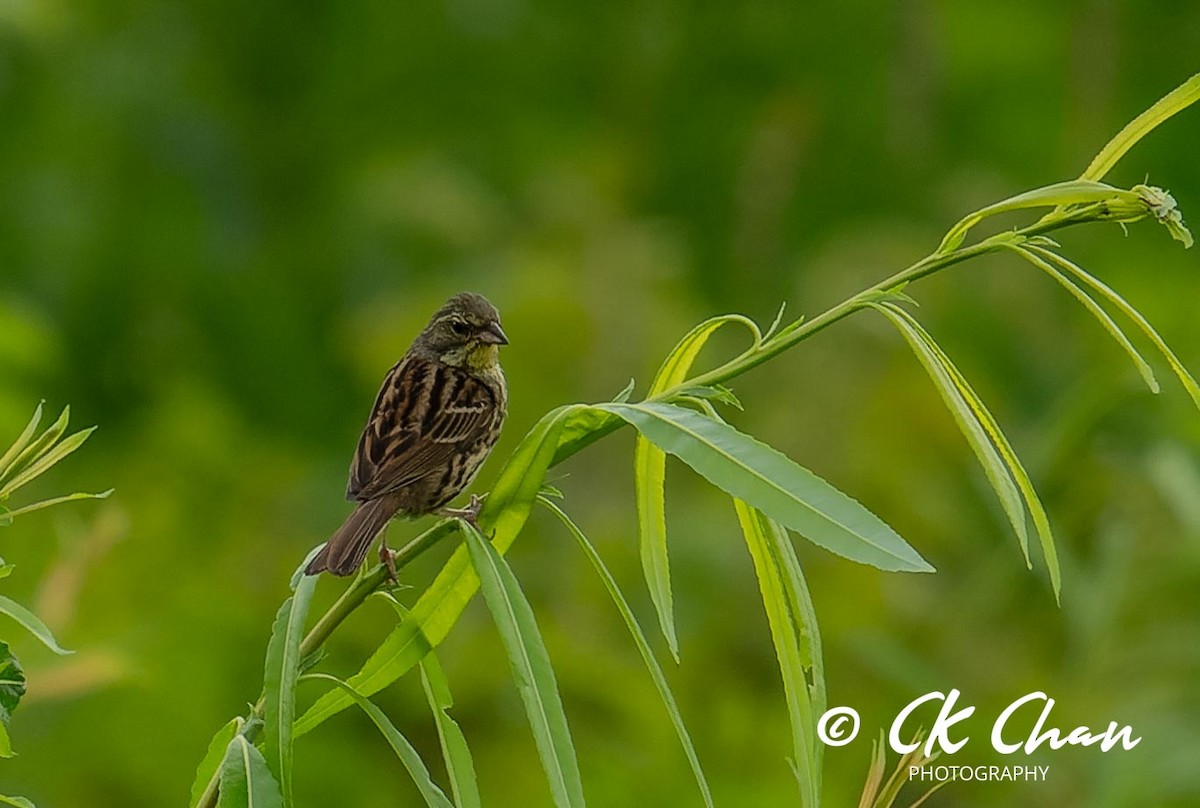 Masked Bunting - ML620635427