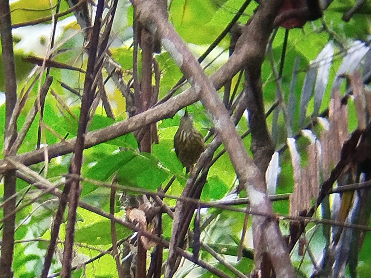 Purple-naped Spiderhunter - ML620635430