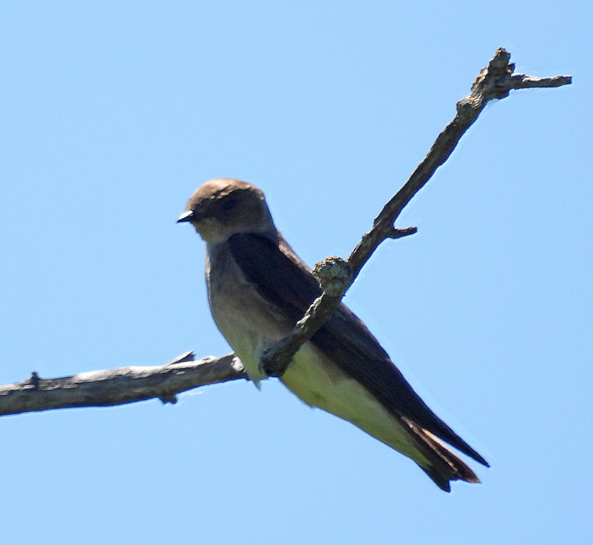 Northern Rough-winged Swallow - Tresa Moulton