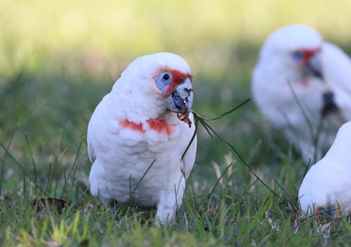 Long-billed Corella - ML620635436