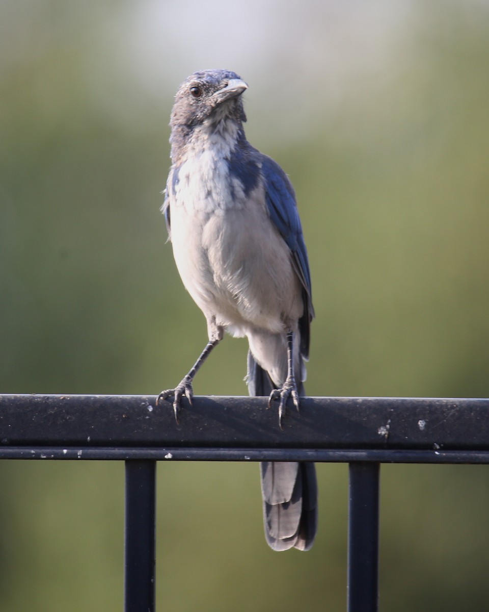 California Scrub-Jay - ML620635439