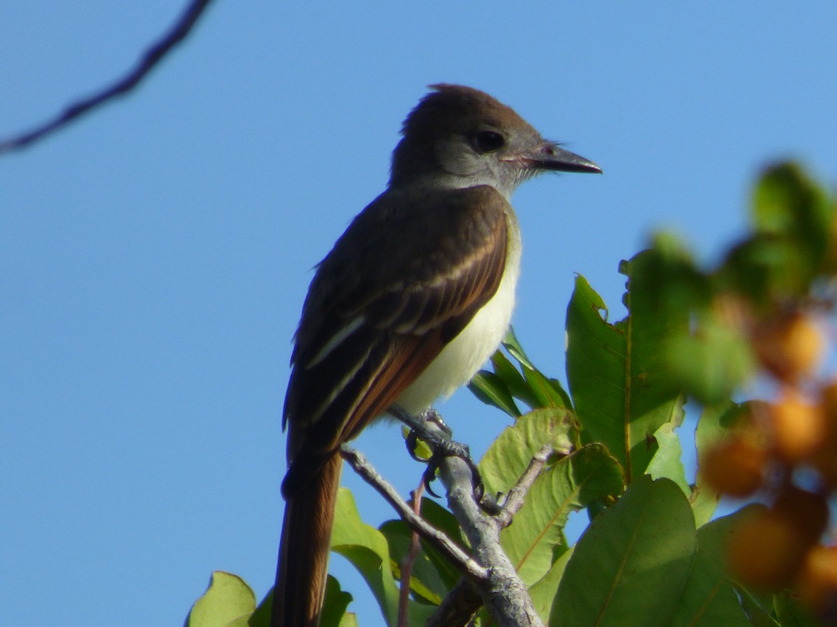 Great Crested Flycatcher - ML620635440