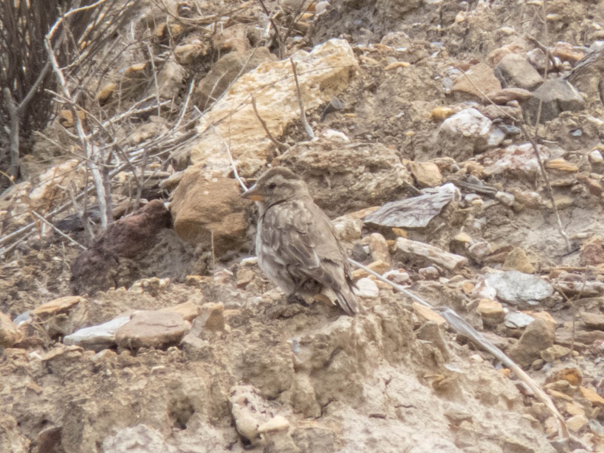 Rock Sparrow - ML620635441