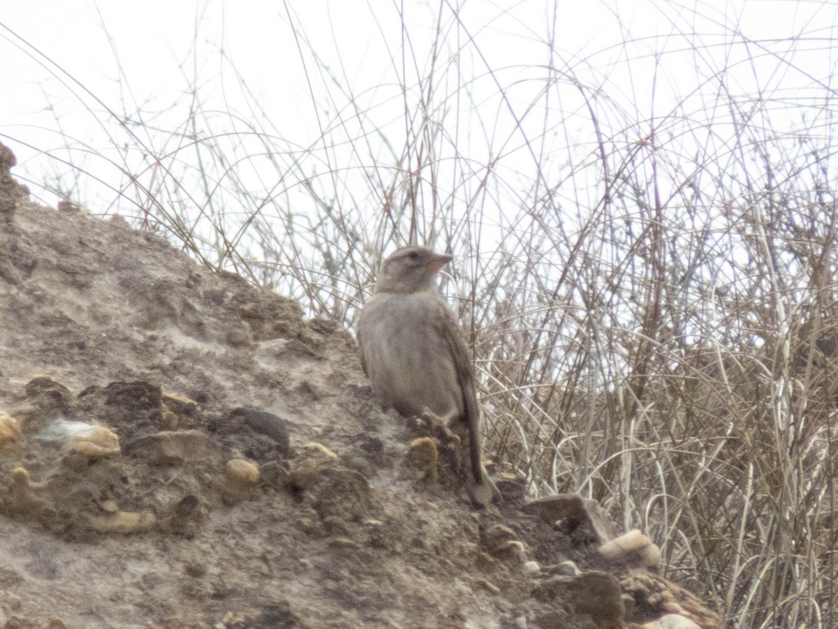 Rock Sparrow - ML620635442