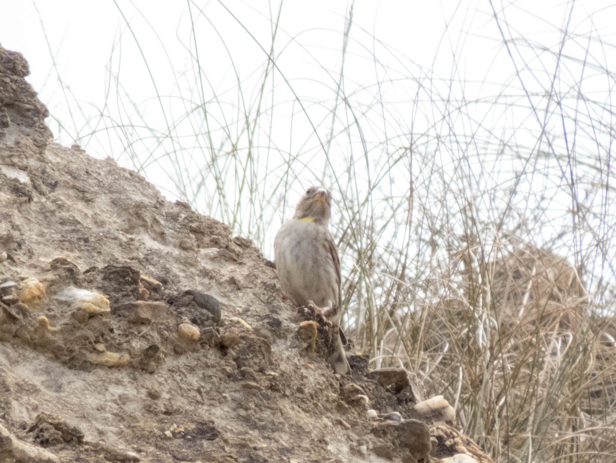 Rock Sparrow - ML620635443