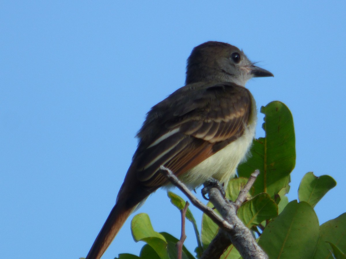 Great Crested Flycatcher - ML620635449