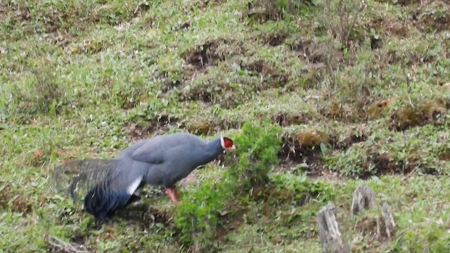 Blue Eared-Pheasant - ML620635450