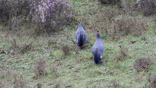 Blauflügel-Ohrfasan - ML620635452