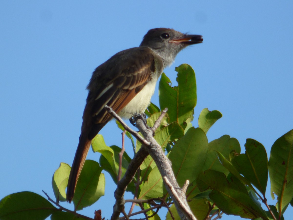 Great Crested Flycatcher - ML620635453